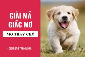 Mơ thấy chó có ý nghĩa gì Mơ thấy chó đánh số mấy