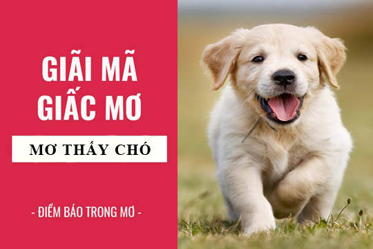Mơ thấy chó có ý nghĩa gì Mơ thấy chó đánh số mấy