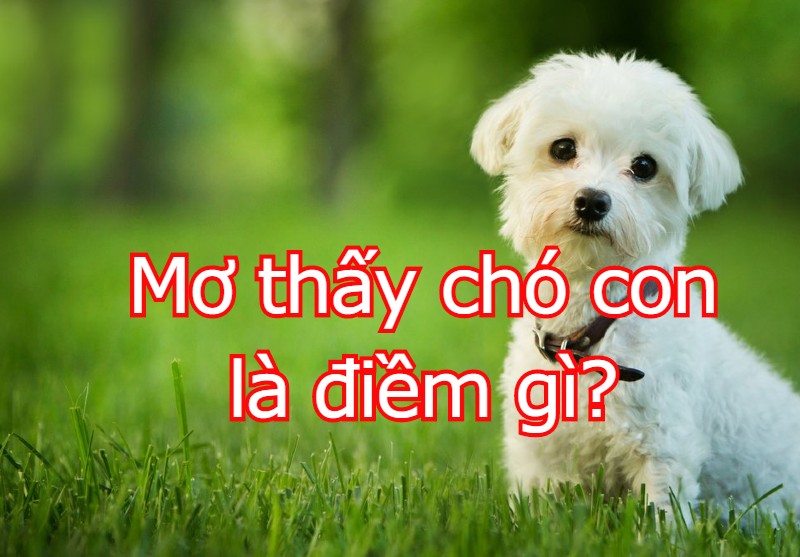 Mơ thấy chó nên đánh lô đề ngay cùng các số