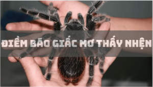 Những con số chính xác khi mơ thấy nhện từ cao thủ